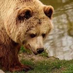 Asyik Hiking, Suami-Istri Tewas Diserang Beruang Grizzly dalam TN Kanada