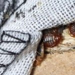 Kereta sampai Bioskop di dalam Paris Ikut Diserang Kutu Busuk