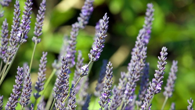 5 Tanaman Bunga untuk Kecerdasan Otak, Bisa Dijadikan Teh