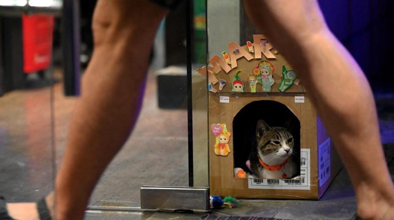 FOTO: Gemasnya Kucing Jadi Petugas Keamanan pada Filipina