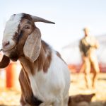 Mengenal Lebih Dekat Kambing Peranakan Etawa